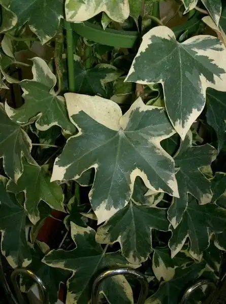 Фото x Fatshedera lizei - Variegated leaves:KENPEI