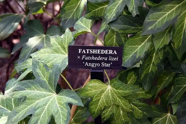 Фото x Fatshedera lizei - Leaves of 'Angyo Star':David J. Stang
