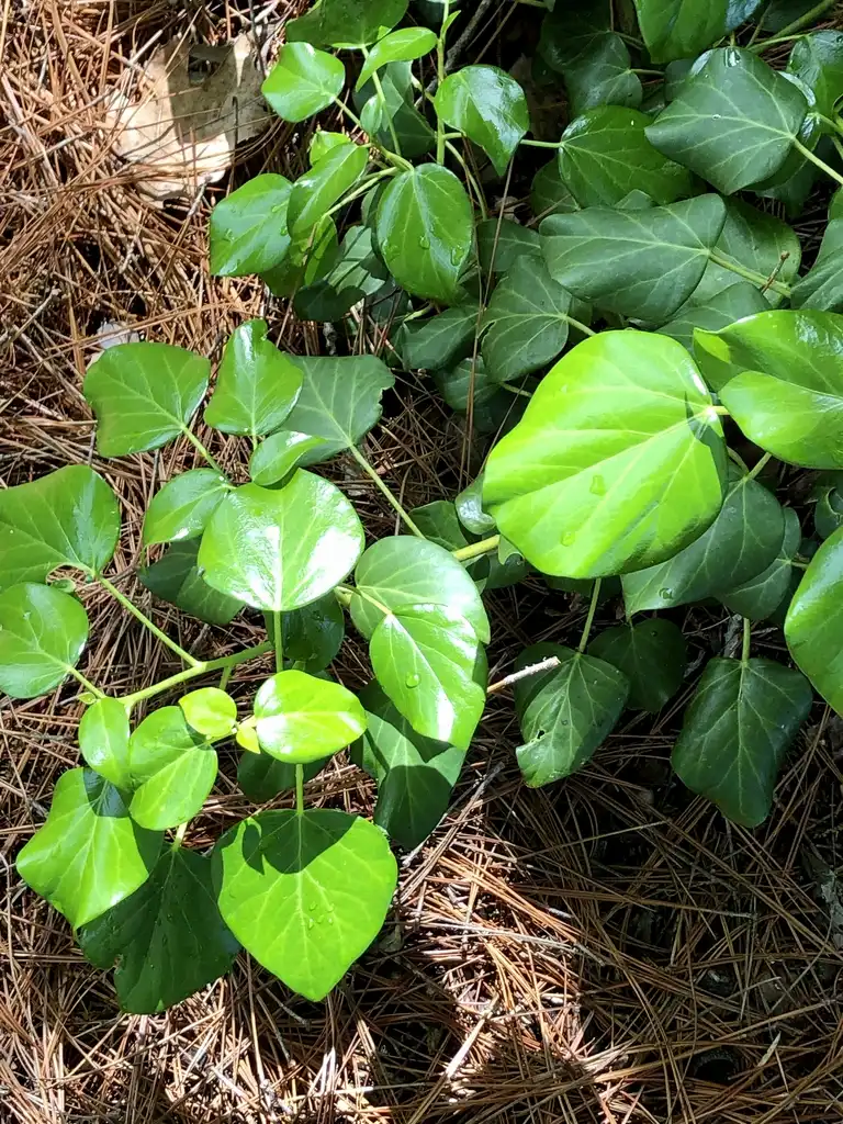 Фото x Fatshedera lizei - New Leaf (Warren County,NC)-April:Cathy Dewitt