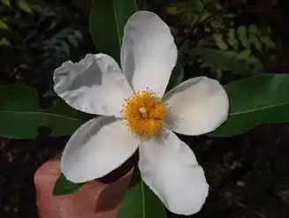 Foto de x Gordlinia grandiflora 'Sweet Tea' (x Gordlinia grandiflora 'Sweet Tea's)