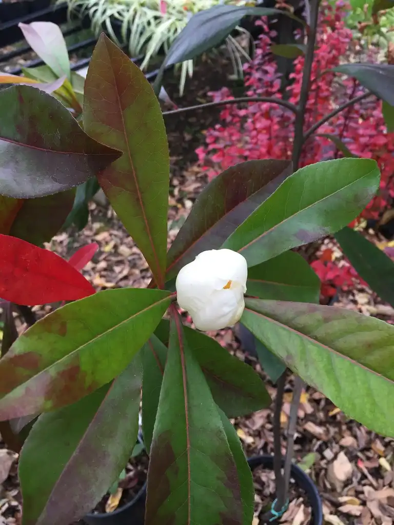 Foto de x Gordlinia grandiflora (x Gordlinia grandifloras)