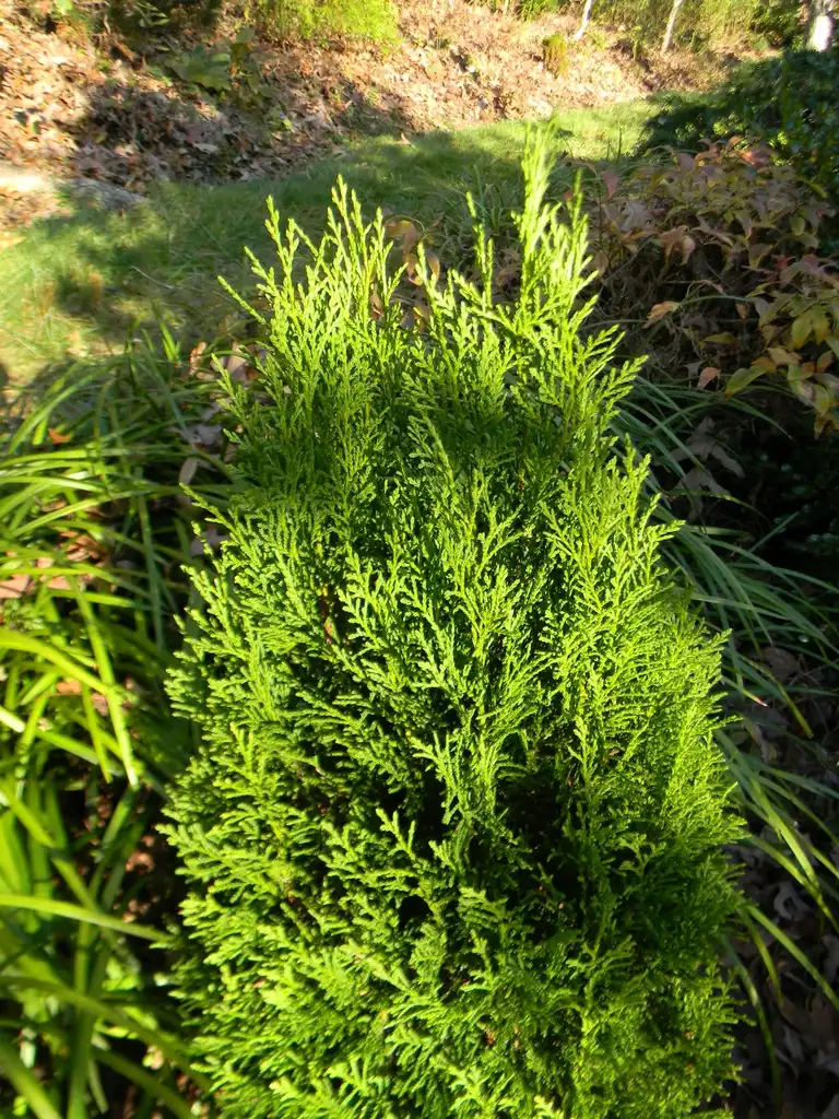 Фото x Hesperotropsis leylandii 'Reco' (x Hesperotropsis leylandii 'Reco's)