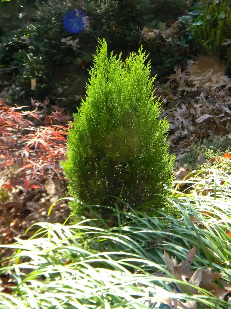 Фото x Hesperotropsis leylandii 'Reco' (x Hesperotropsis leylandii 'Reco's)