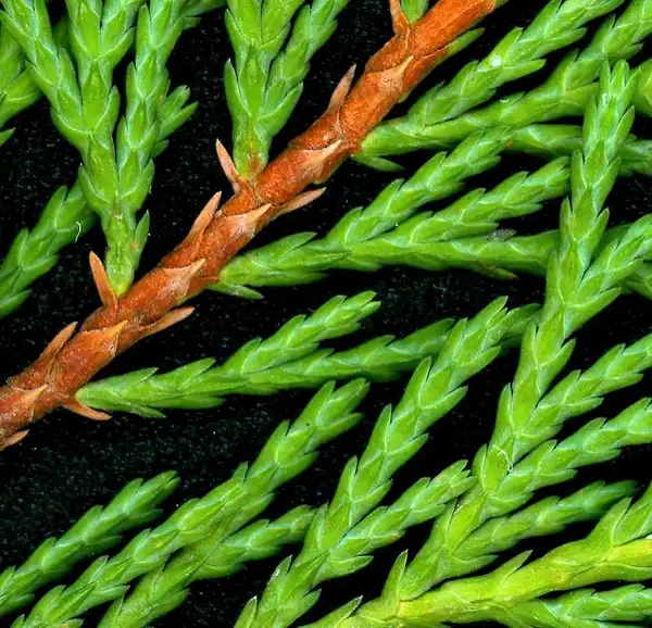 Foto de x Hesperotropsis leylandii (x Hesperotropsis leylandiis)