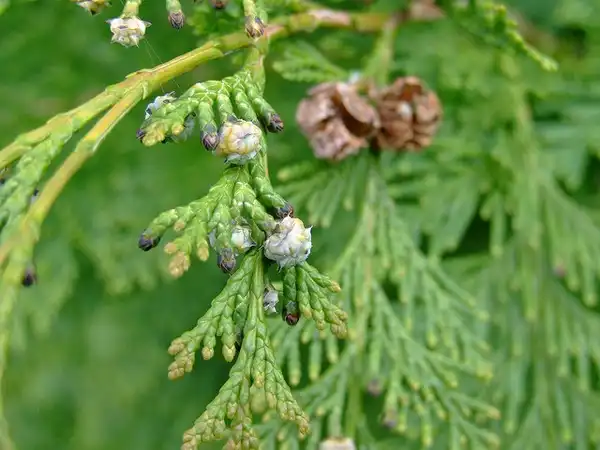 Foto de x Hesperotropsis leylandii - :Peter Birch