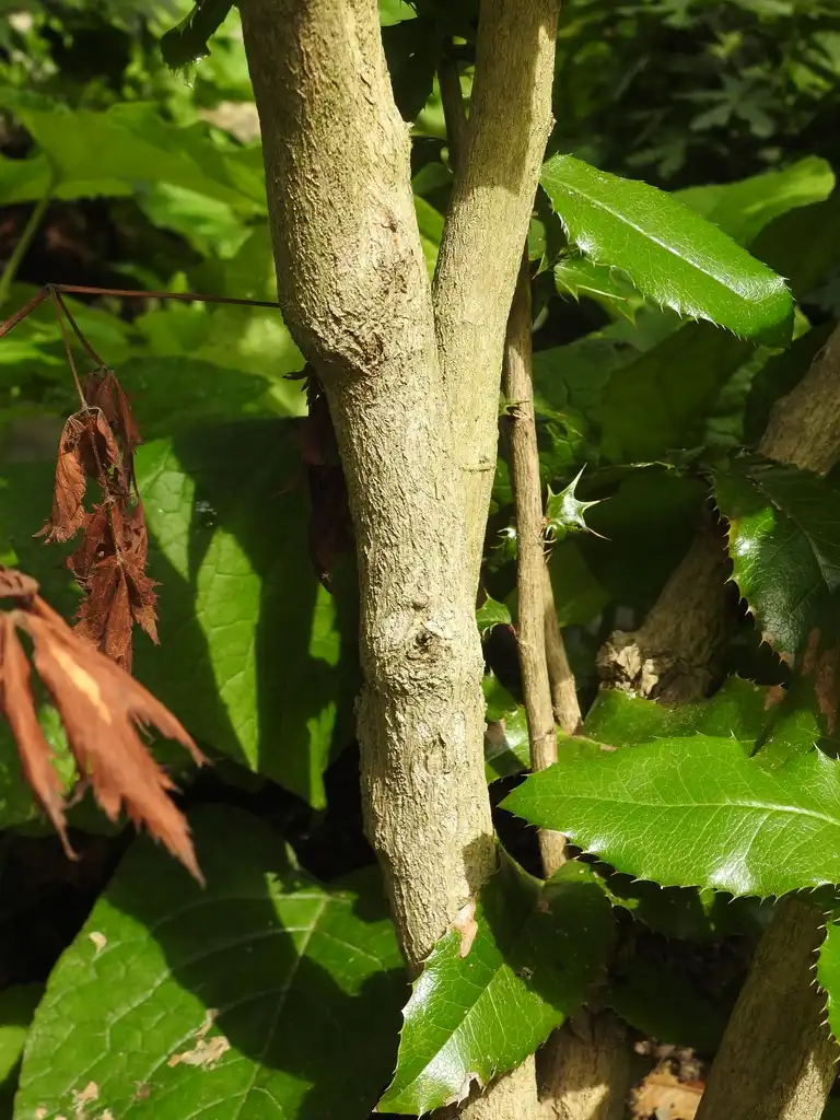 Foto de x Mahoberberis aquisargentii (x Mahoberberis aquisargentiis)