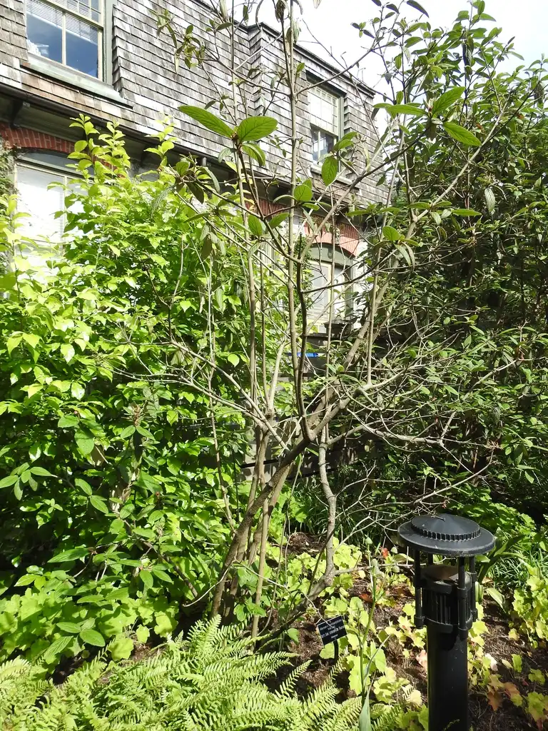 Foto de x Mahoberberis aquisargentii (x Mahoberberis aquisargentiis)
