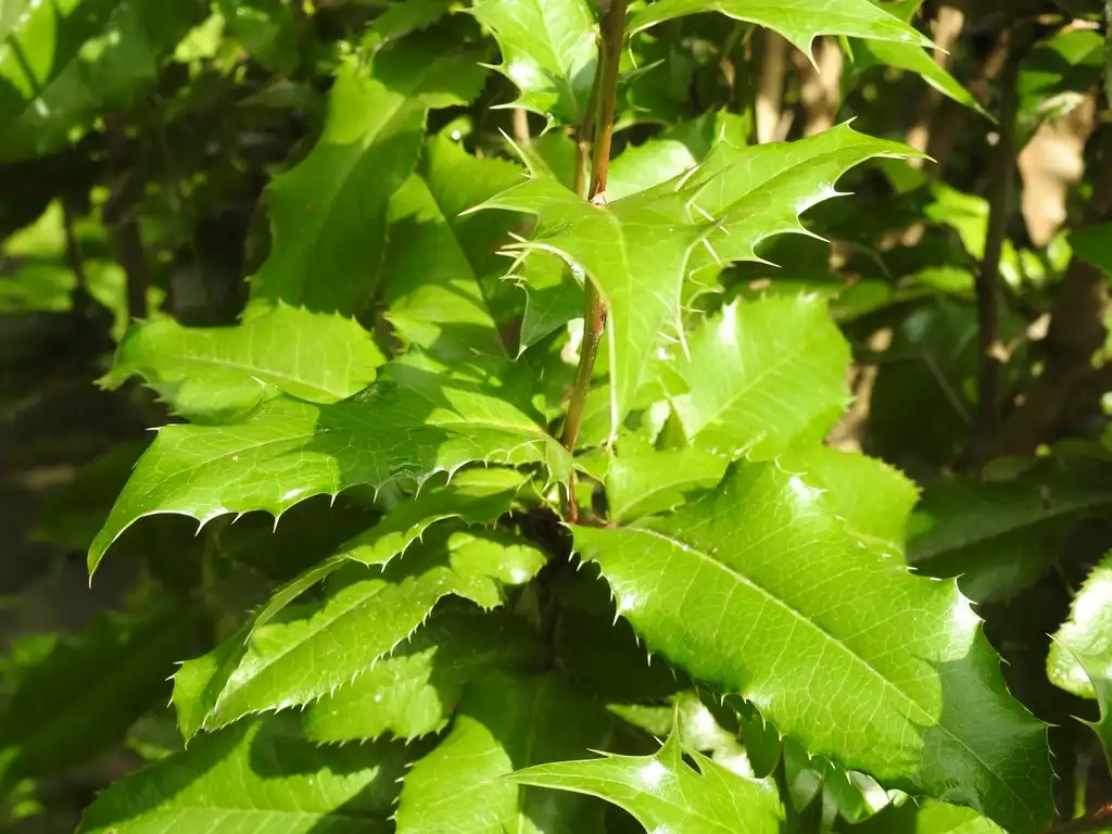 Foto de x Mahoberberis aquisargentii - xMahoberberis aquisargentii leaves:Kathleen Moore