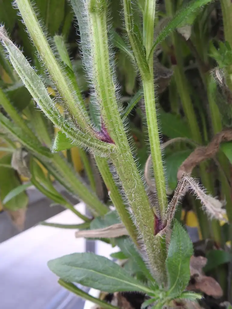 Фото x Rudbeckia (x Rudbeckias)