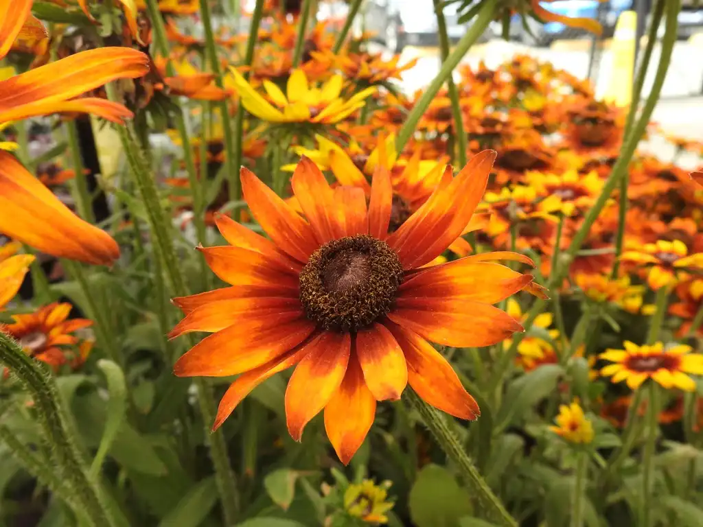 Фото x Rudbeckia - Flowers with brown centers:Kathleen Moore
