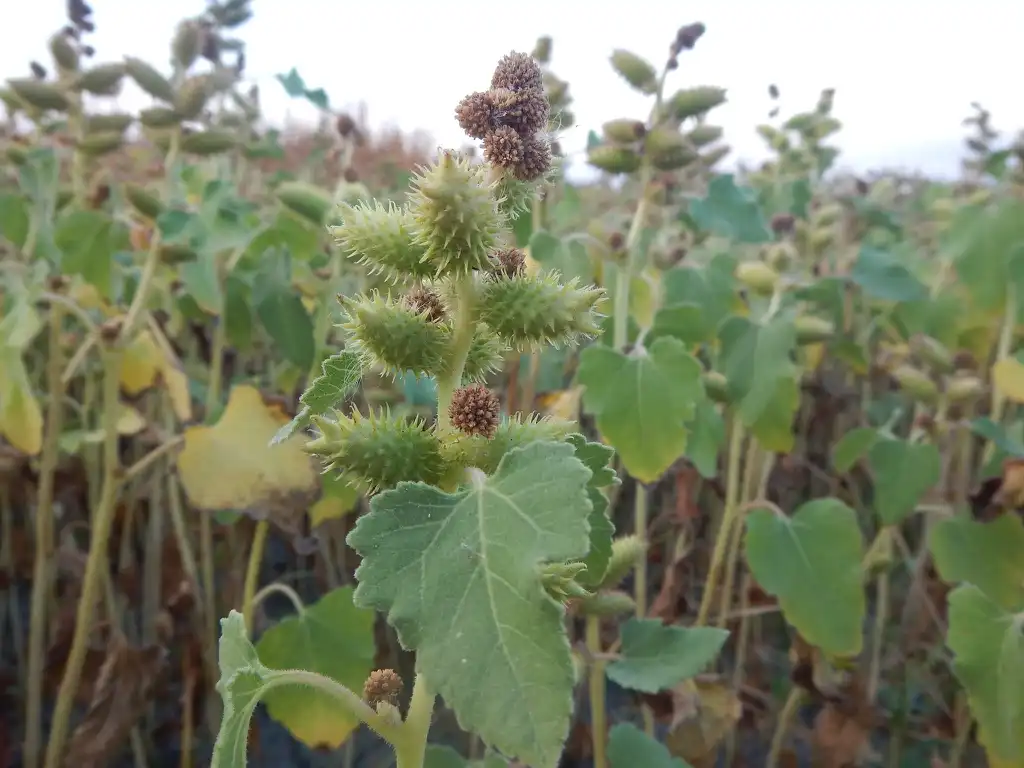 Фото Xanthium strumarium (Xanthium strumariums)