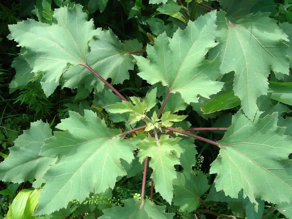 Фото Xanthium strumarium (Xanthium strumariums)