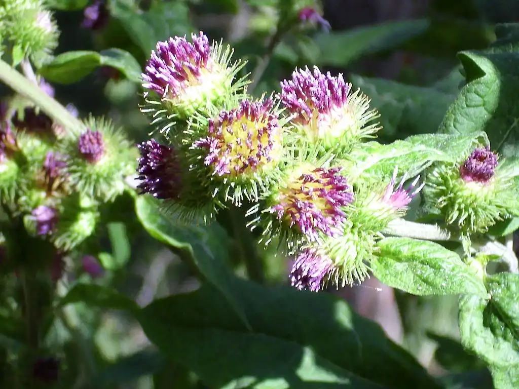 Фото Xanthium strumarium - Flowers:Javier martin