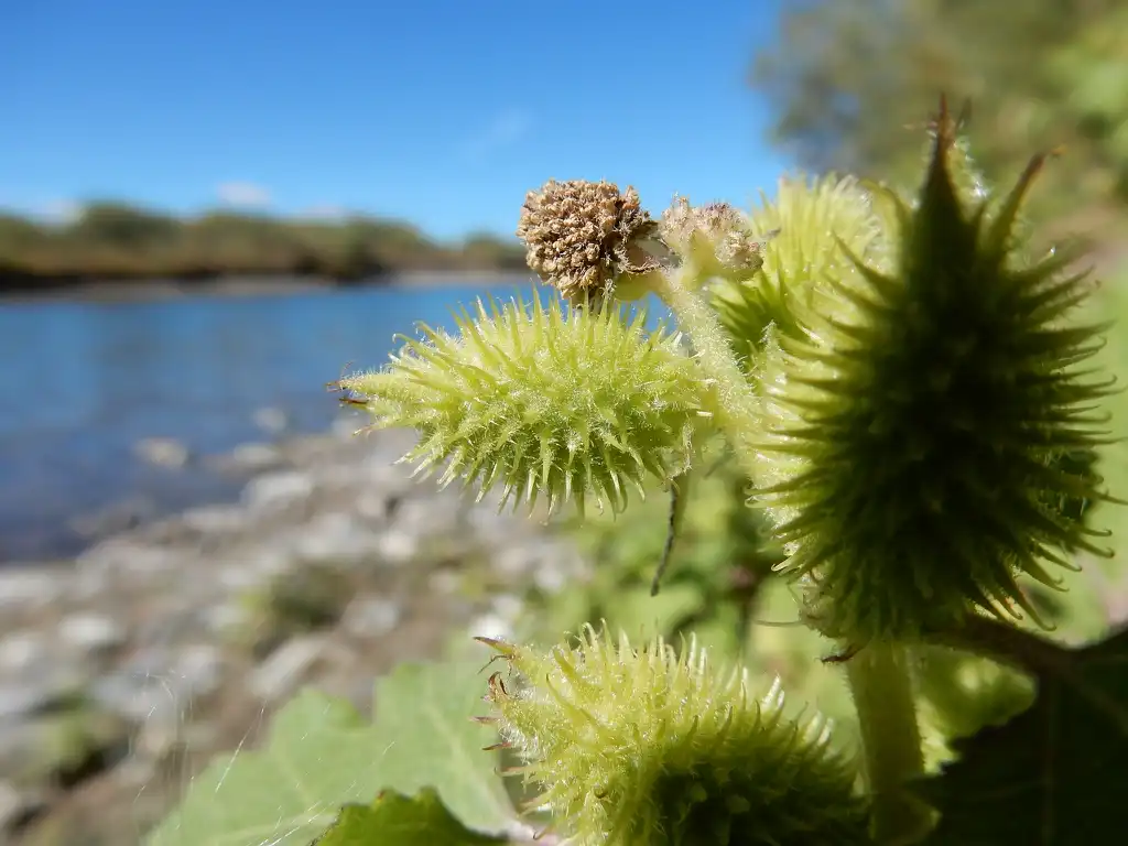 Фото Xanthium strumarium - Fruit- burs:Matt Lavin