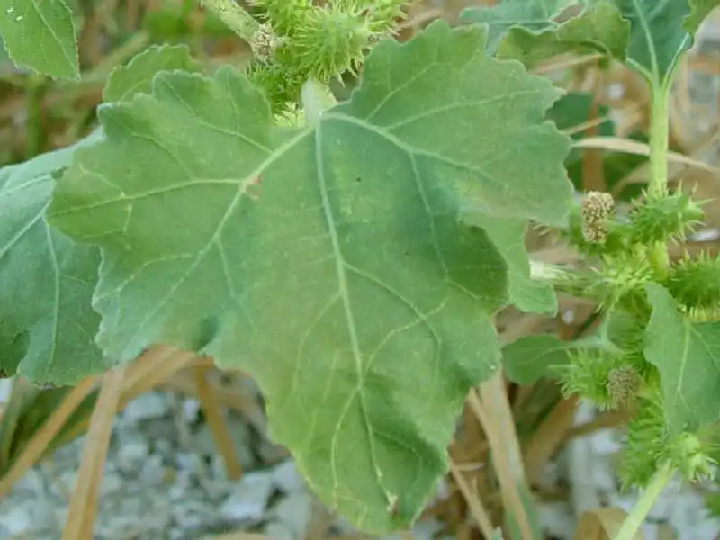 Фото Xanthium strumarium - Leaf closeup:Franko Folini