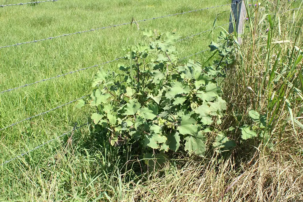 Фото Xanthium strumarium - Habit:Harry Rose