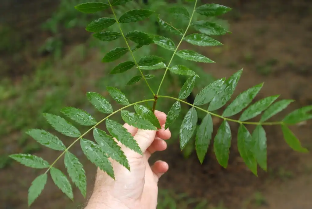 Foto de Xanthoceras sorbifolium (Xanthoceras sorbifoliums)