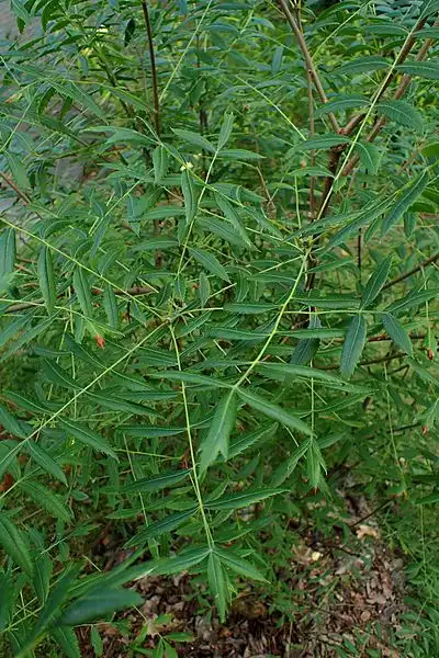 Foto de Xanthoceras sorbifolium - Foliage close up:Krzysztof Ziarnek, Kenraiz