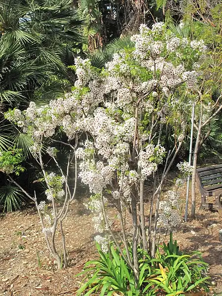 Foto de Xanthoceras sorbifolium - Habit:Tangopaso