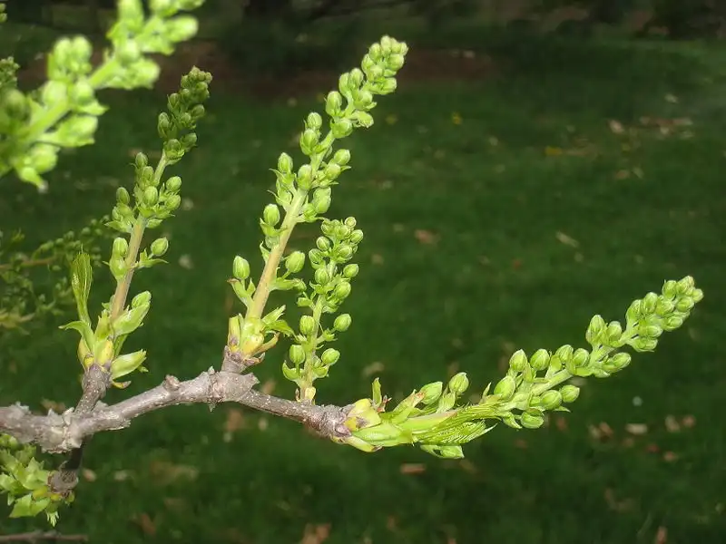 Foto de Xanthoceras sorbifolium - Stem:Daderot