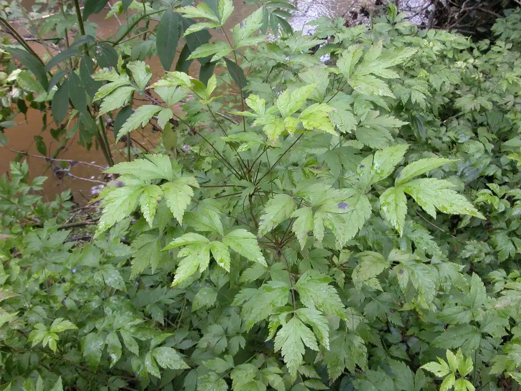 Foto de Xanthorhiza simplicissima (Xanthorhiza simplicissimas)