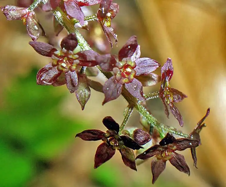 Foto de Xanthorhiza simplicissima (Xanthorhiza simplicissimas)