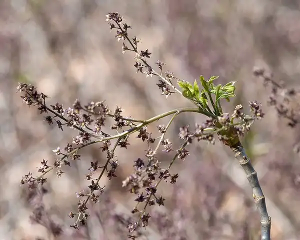 Foto de Xanthorhiza simplicissima - Flowers:Plant Image Library