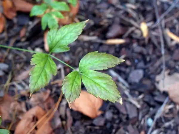 Foto de Xanthorhiza simplicissima - Leaves:Maggie