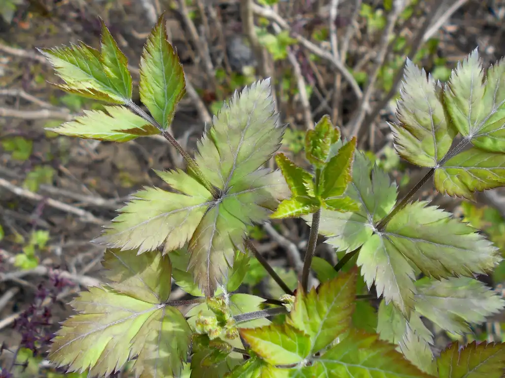 Foto de Xanthorhiza simplicissima - Leaves:Salicyna