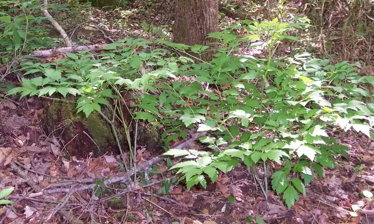 Foto de Xanthorhiza simplicissima - Habit:David Stephens, Bugwood.com