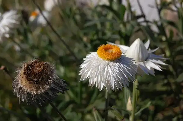 Foto de Xerochrysum bracteatum (Xerochrysum bracteatums)