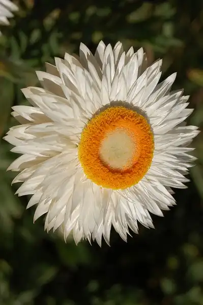 Foto de Xerochrysum bracteatum (Xerochrysum bracteatums)