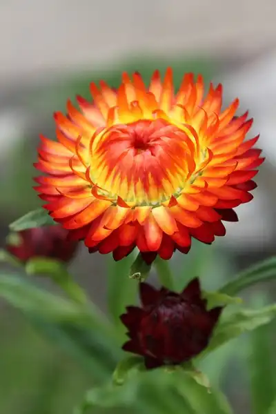 Foto de Xerochrysum bracteatum - Helichrysum bracteatum:Col Ford and Natasha de Vere