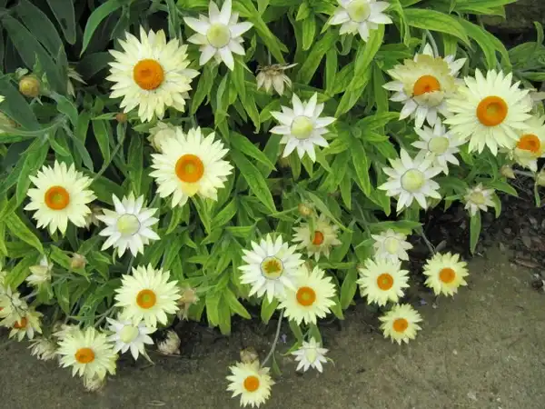 Foto de Xerochrysum bracteatum - Helichrysum bracteatum:Lenora Enking