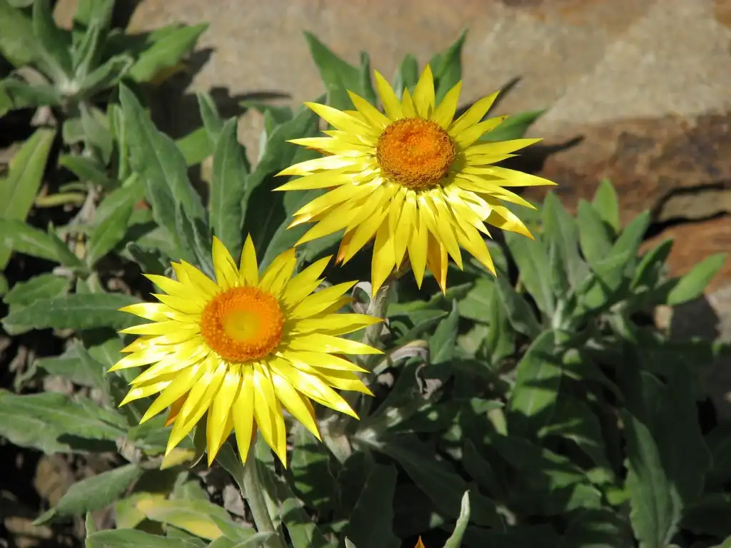 Foto de Xerochrysum bracteatum - Xerochrysum bracteatum 'Dargan Hill Monarch':Melburnian