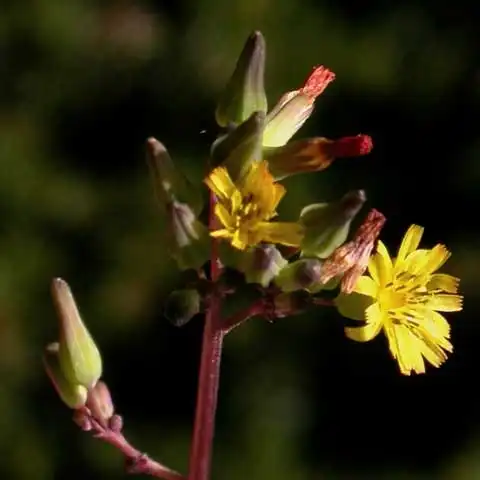Фото Youngia japonica (Youngia japonicas)
