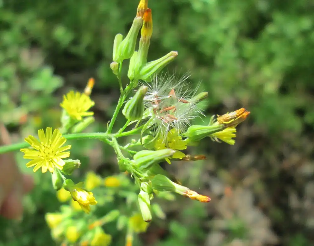 Фото Youngia japonica (Youngia japonicas)
