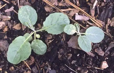 Фото Youngia japonica - Seedling:J. Neal
