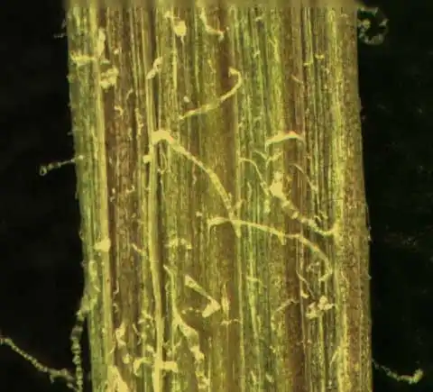 Фото Youngia japonica - Stem:Alexander Krings