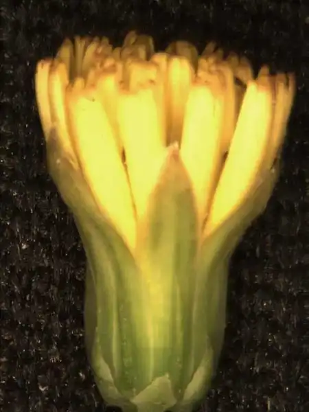 Фото Youngia japonica - Flower:Alexander Krings