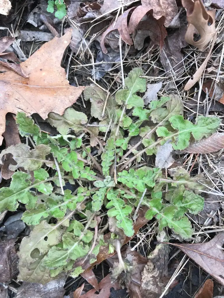 Фото Youngia japonica - winter rosette, Union County, NC:Kristyna Culp