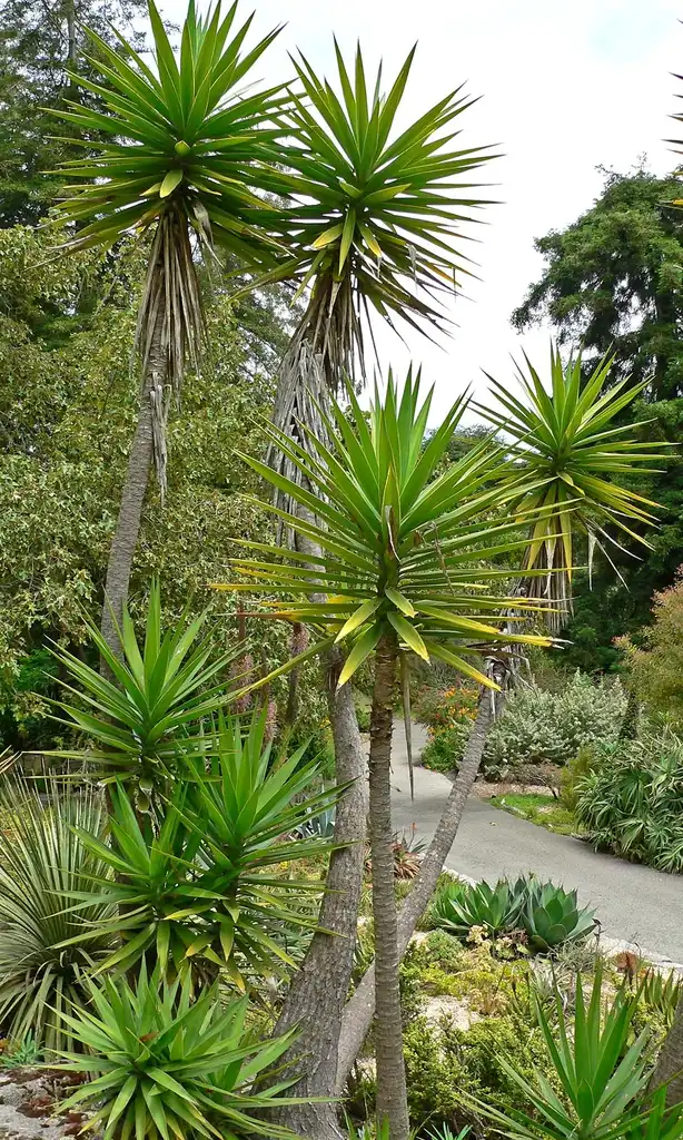 Foto de Yucca aloifolia (Yucca aloifolias)
