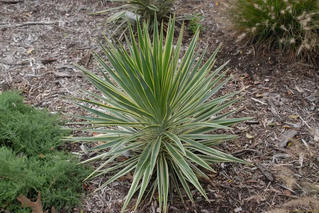 Foto de Yucca aloifolia (Yucca aloifolias)