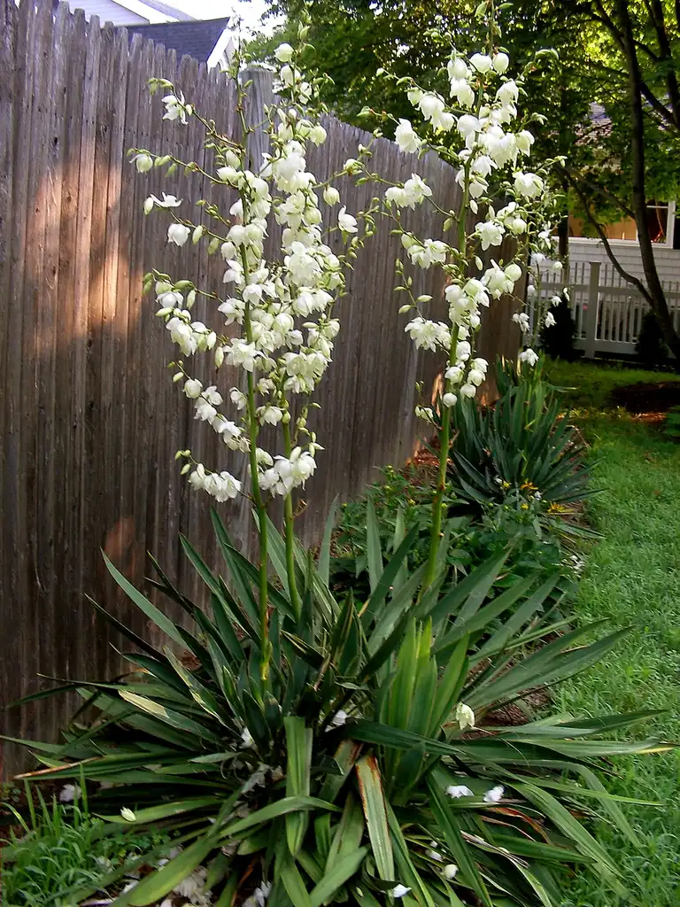 Фото Yucca filamentosa (Yucca filamentosas)