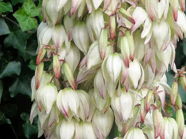 Фото Yucca filamentosa (Yucca filamentosas)