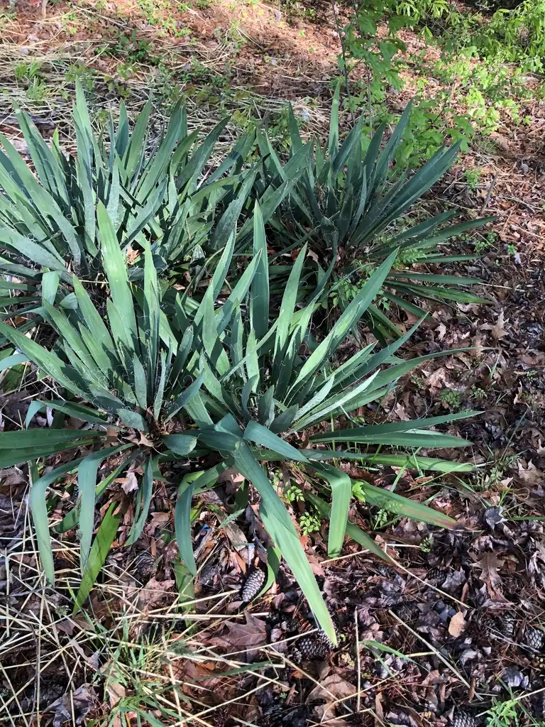 Фото Yucca filamentosa - Full Form (Warren County,NC):Cathy Dewitt