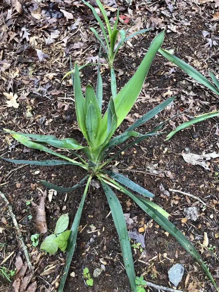 Фото Yucca filamentosa - Young Form (Warren County,NC):Cathy Dewitt