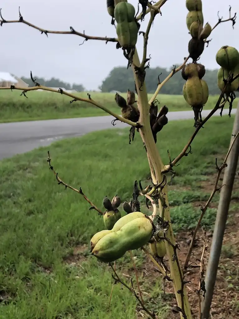 Фото Yucca filamentosa - Seed Pods (Warren County,NC):Cathy Dewitt