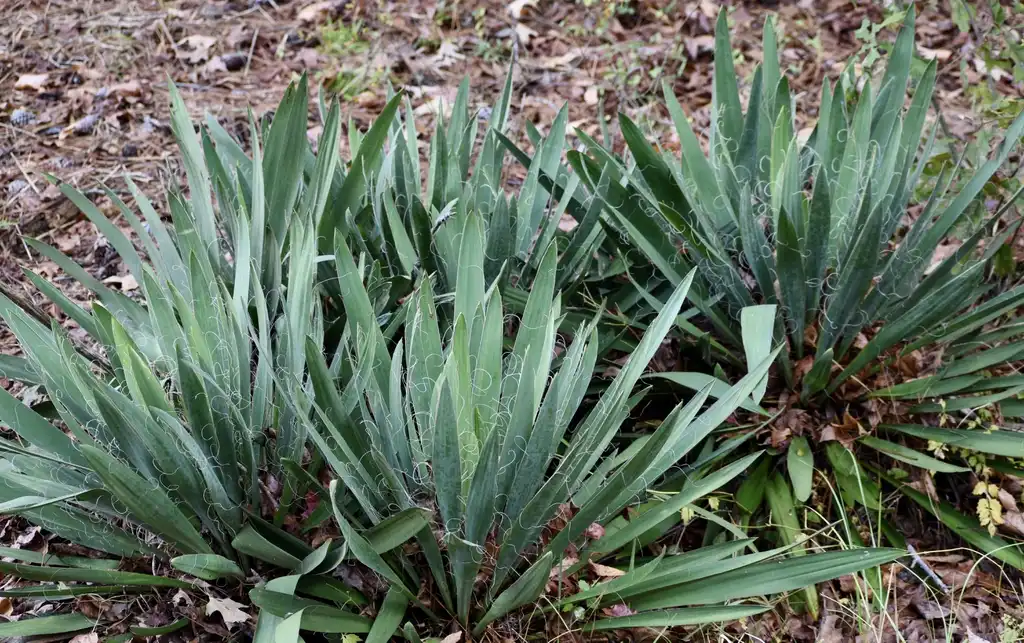 Фото Yucca filamentosa - Young Plant (Warren County, NC):Cathy Dewitt