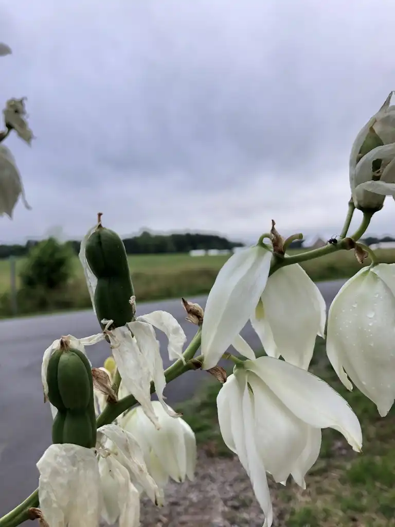 Фото Yucca filamentosa - Flower seed pod (Warren County, NC)-Early Summer:Cathy Dewitt